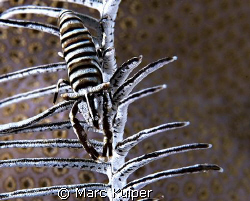 crinoid shrimp in featherstar. by Marc Kuiper 